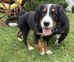 Small #5 Bernese Mountain Dog