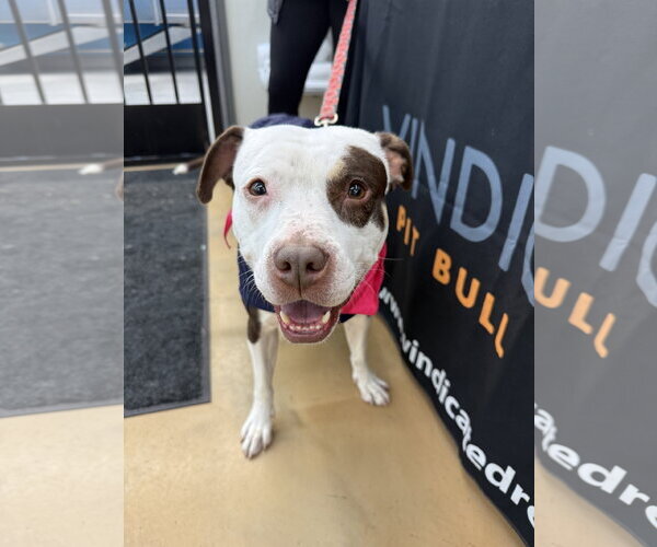Medium Photo #14 American Pit Bull Terrier-Unknown Mix Puppy For Sale in Alexandria, VA, USA