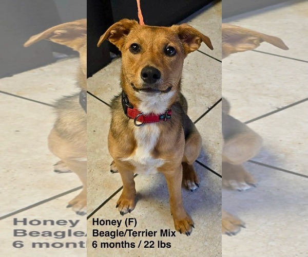 Medium Photo #5 Beagle-Unknown Mix Puppy For Sale in pomfret, CT, USA
