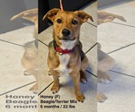 Small #4 Beagle Mix