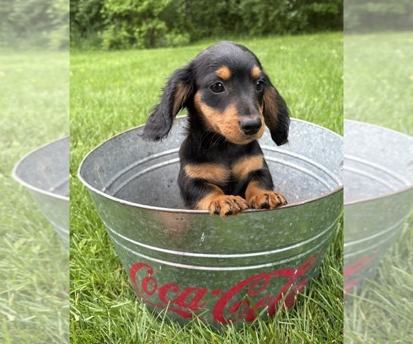 Medium Photo #2 Dachshund Puppy For Sale in MIDDLEBURY, IN, USA