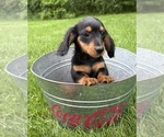 Small #1 Dachshund