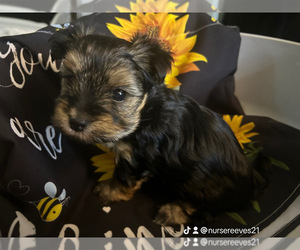 Yorkshire Terrier Puppy for sale in GWYNN OAK, MD, USA