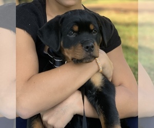 Rottweiler Puppy for sale in N HOLLYWOOD, CA, USA