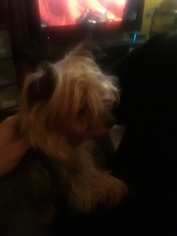 Yorkshire Terrier Puppy for sale in PORTSMOUTH, NH, USA