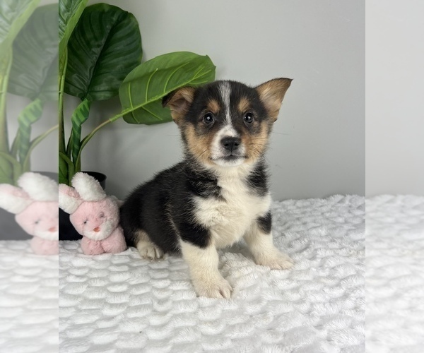 Medium Photo #2 Pembroke Welsh Corgi Puppy For Sale in FRANKLIN, IN, USA