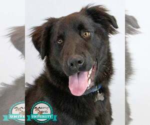 Retriever -Unknown Mix Dogs for adoption in Kennesaw, GA, USA