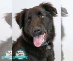 Small Retriever  Mix