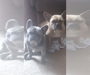 Father of the French Bulldog puppies born on 03/19/2023