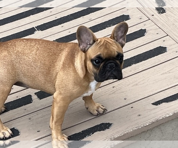 Medium Photo #5 French Bulldog Puppy For Sale in SEBRING, FL, USA