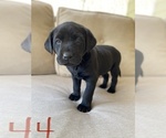 Small Photo #6 Labrador Retriever Puppy For Sale in CHICKAMAUGA, GA, USA