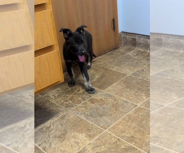 Medium Photo #6 German Shepherd Dog Puppy For Sale in ESSEX, IL, USA