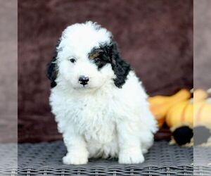 Bernedoodle (Miniature) Puppy for sale in LITITZ, PA, USA