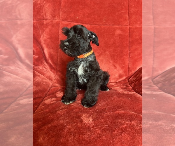 Medium Photo #10 Schnauzer (Miniature) Puppy For Sale in ROY, WA, USA