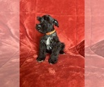 Small #9 Schnauzer (Miniature)