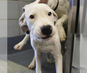 American Staffordshire Terrier-Unknown Mix Dogs for adoption in San Antonio, TX, USA