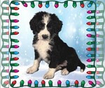 Small Photo #23 Bernedoodle Puppy For Sale in BLACK FOREST, CO, USA
