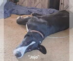 Small #1 Great Dane