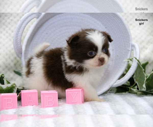 Medium Photo #18 Shiranian Puppy For Sale in CLARE, MI, USA