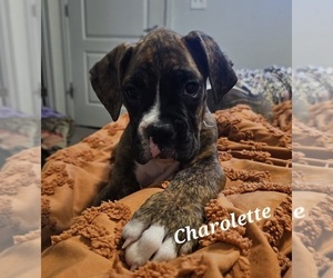 Boxer Puppy for sale in BRIGHTON, CO, USA
