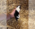 Puppy Female 1 Texas Heeler