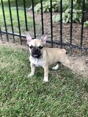French Bulldog Puppy for sale in CLEMMONS, NC, USA