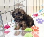Ginger - Female Cavapoo (Miniature)-Poodle (Toy) Mix Puppy for Sale - Photo #9