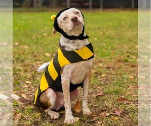 Beagle-Unknown Mix Dogs for adoption in Murfreesboro, TN, USA