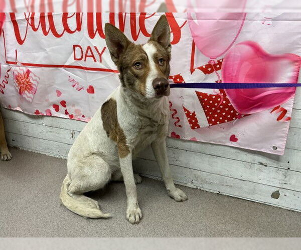 Medium Photo #1 German Shepherd Dog-Unknown Mix Puppy For Sale in San Bernardino, CA, USA