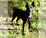 Small #21 Mutt