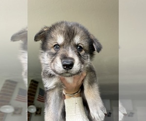 Czech Wolfdog-German Shepherd Dog Mix Puppy for sale in CITRUS HEIGHTS, CA, USA