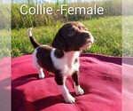Puppy Collie Brittany