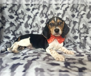 Beagle Puppy for sale in LAKELAND, FL, USA
