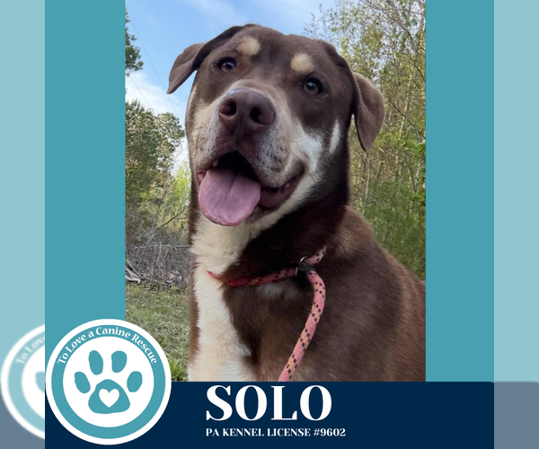 Medium Photo #2 Labrador Retriever-Unknown Mix Puppy For Sale in Kimberton, PA, USA