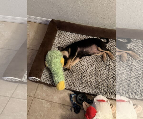 Medium Photo #13 Australian Shepherd-Unknown Mix Puppy For Sale in Valrico, FL, USA