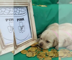 Labrador Retriever Puppy for sale in MAYSVILLE, GA, USA