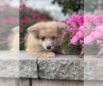 Small #3 Pomeranian