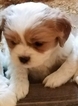Small Photo #1 Cava-Chin Puppy For Sale in HENNIKER, NH, USA