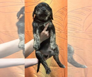 Plott Hound-Unknown Mix Dogs for adoption in Woodbury, NY, USA