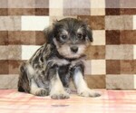 Small #3 Schnauzer (Miniature)