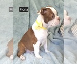 Small #2 Boston Terrier