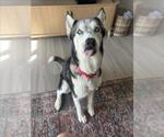 Small #1 Siberian Husky Mix