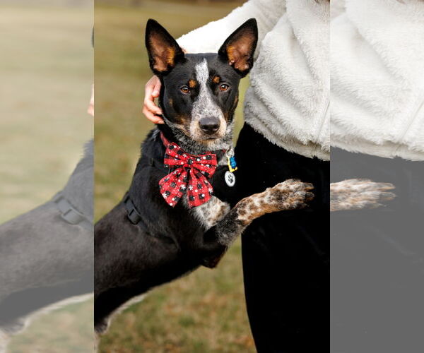 Medium Photo #3 Mutt Puppy For Sale in McKinney, TX, USA