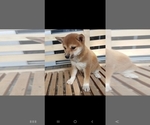 Small Photo #2 Shiba Inu Puppy For Sale in KANSAS CITY, MO, USA
