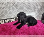 Small #1 Golden Mountain Dog