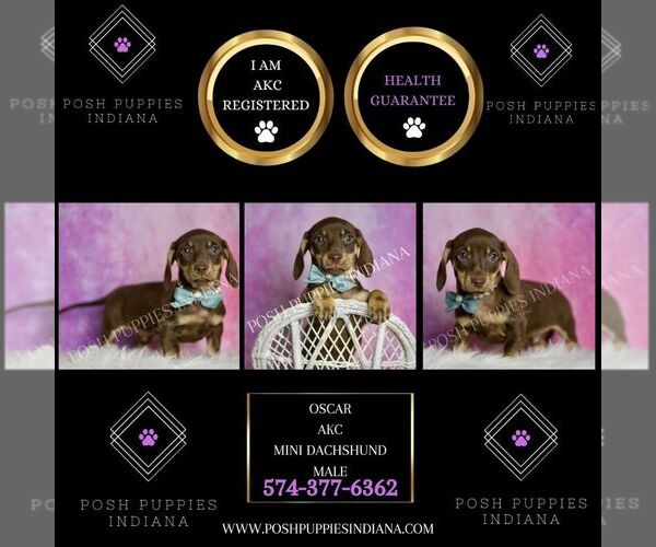 Medium Photo #3 Dachshund Puppy For Sale in WARSAW, IN, USA