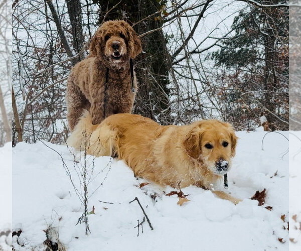 Medium Photo #3 Golden Retriever Puppy For Sale in Brewster, NY, USA