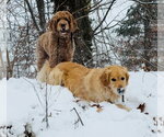 Small #2 Golden Retriever