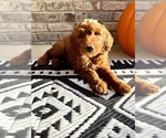 Small #1 Goldendoodle