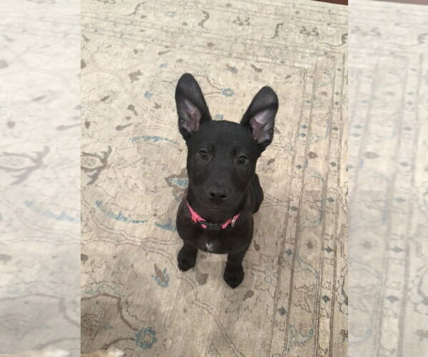 Medium Photo #13 Mutt Puppy For Sale in Dana Point, CA, USA